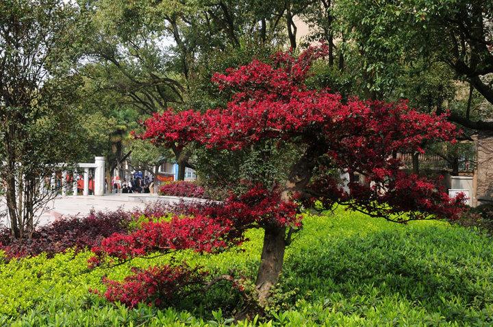 红花檵木管理与栽培,红花檵木生桩的栽培方法