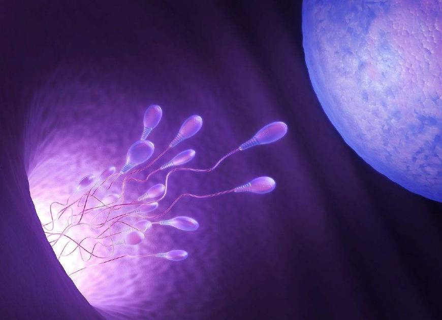 精子与卵子怎么形成胚胎,精子和卵子是如何形成胚胎的