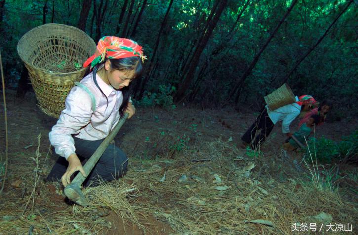 6月18日德昌端午节火爆场面将至,众多中草药先让你辨认,药膳宴等你品尝