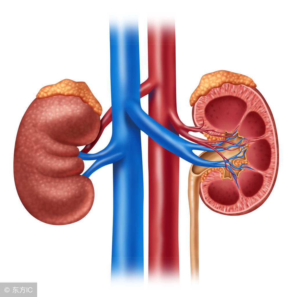 肾结石多少毫米能排石,肾结石多少mm会导致疼痛