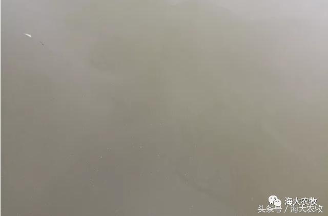 小草鱼病了怎么治,鳃霉病的鱼怎么治疗