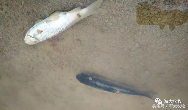 小草鱼病了怎么治,鳃霉病的鱼怎么治疗