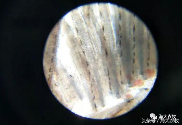 小草鱼病了怎么治,鳃霉病的鱼怎么治疗