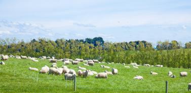 a2奶牛粉评测,a2牛奶和普通牛奶有什么不一样
