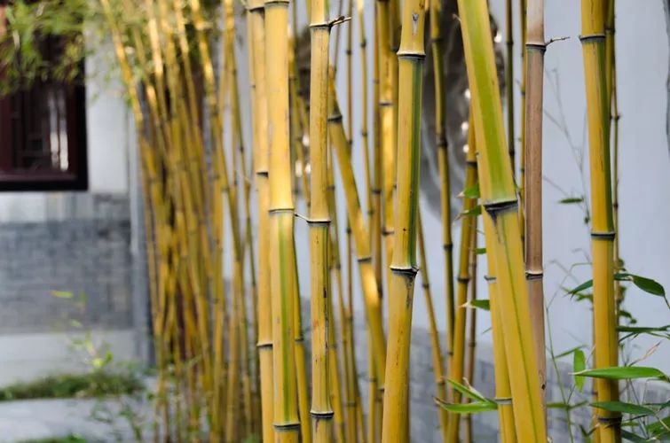 杭州潮人游玩攻略,杭州潮人时尚周攻略