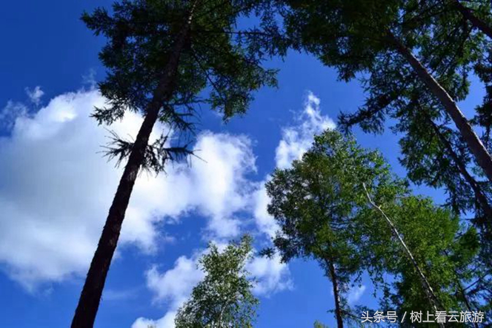 伊春是黑龙江省的一个美丽的城市,伊春有多美