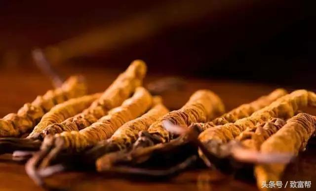 冬虫夏草项目加盟市场前景 (冬虫夏草的市场特点)