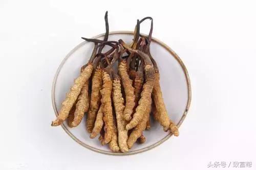 冬虫夏草项目加盟市场前景 (冬虫夏草的市场特点)