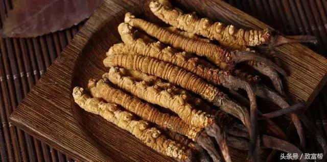 冬虫夏草项目加盟市场前景 (冬虫夏草的市场特点)