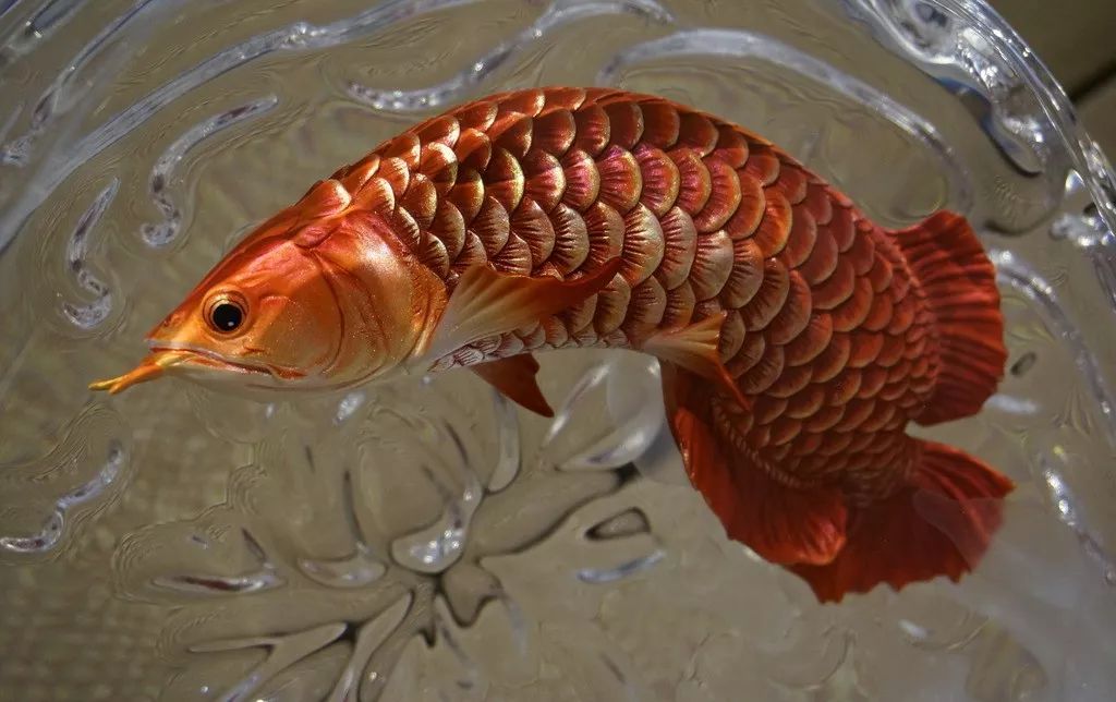 龙鱼入坑的节奏,龙鱼繁殖的瓶颈