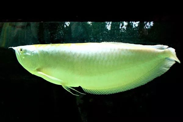 龙鱼入坑的节奏,龙鱼繁殖的瓶颈