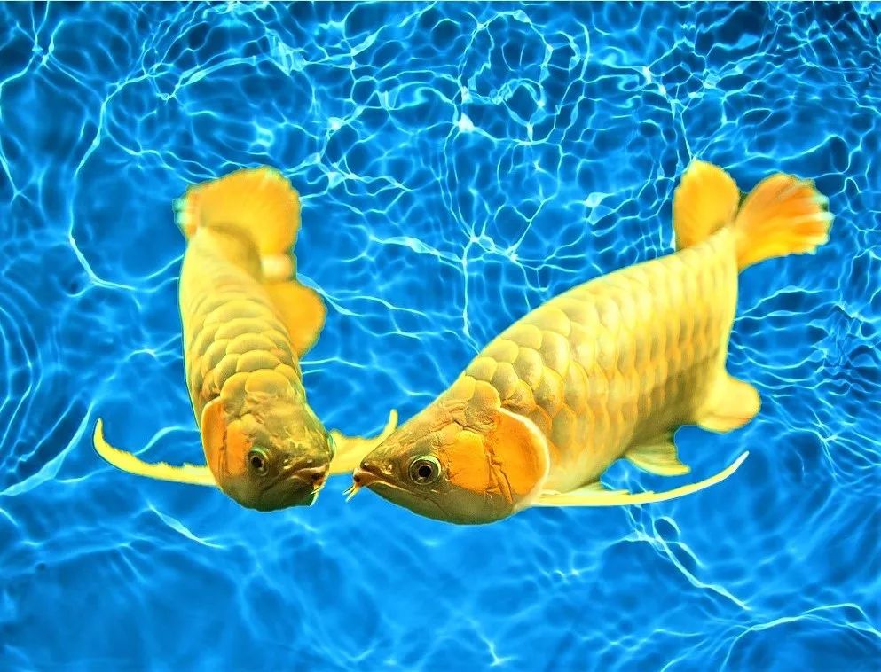 龙鱼入坑的节奏,龙鱼繁殖的瓶颈