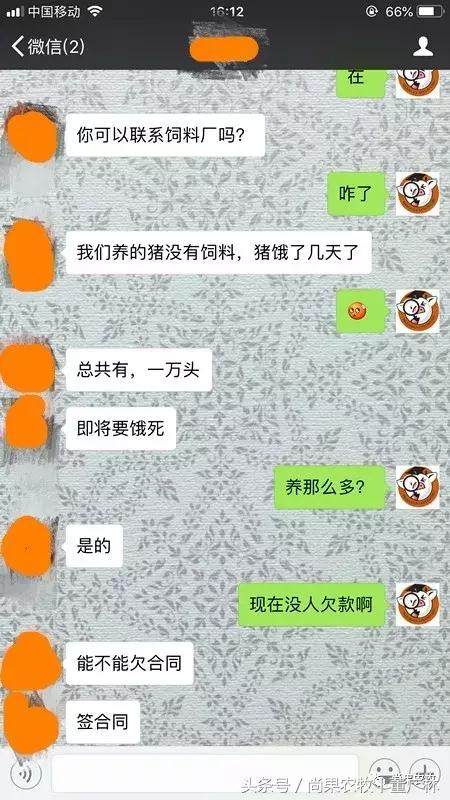 养1000头猪总是死,现在养育肥猪还来得及吗