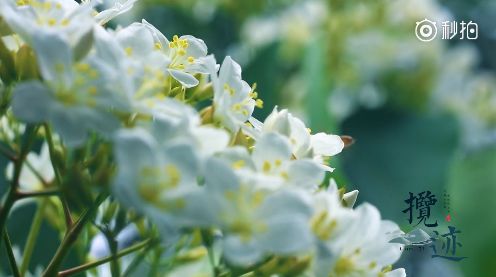 福州2022年5月赏花攻略,福州春季赏花胜地