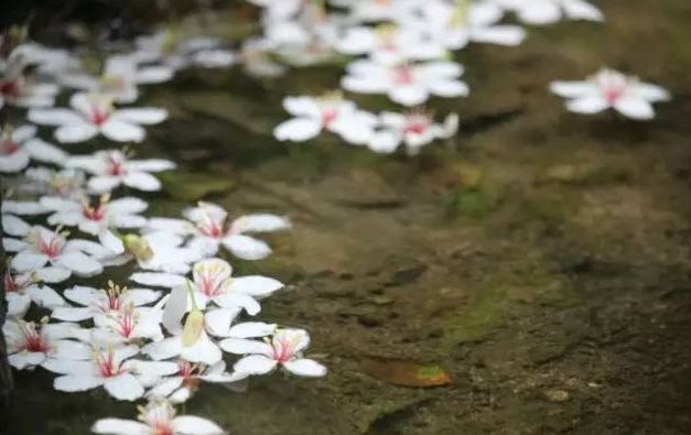 福州2022年5月赏花攻略,福州春季赏花胜地