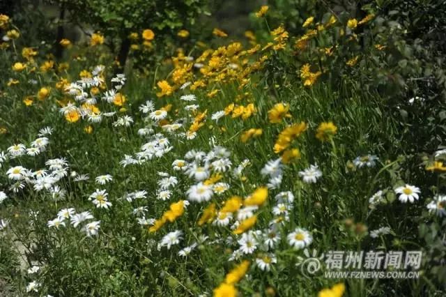 福州2022年5月赏花攻略,福州春季赏花胜地