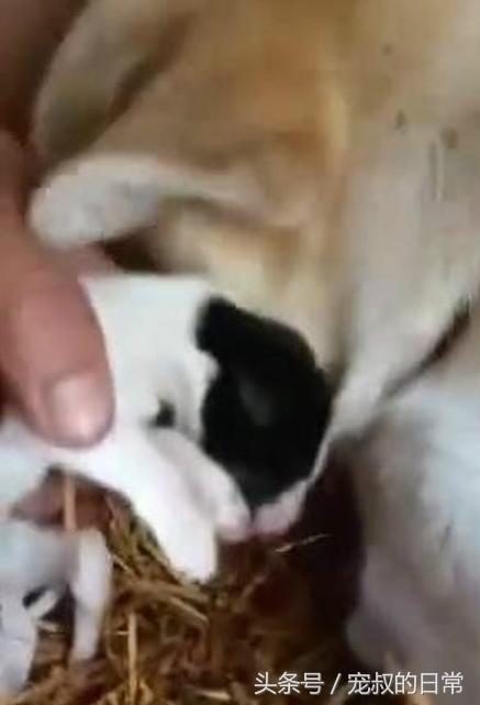狗妈妈难产幼崽死掉,狗妈妈难产去世救下狗崽