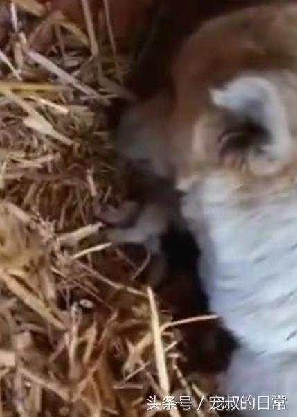 狗妈妈难产幼崽死掉,狗妈妈难产去世救下狗崽