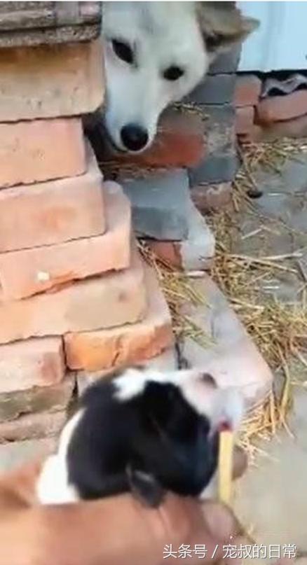 狗妈妈难产幼崽死掉,狗妈妈难产去世救下狗崽