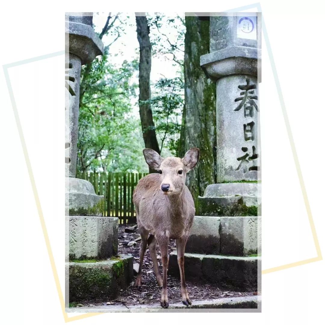 靠谱的日本代购推荐,如何寻找靠谱日本代购