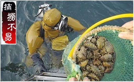 震惊正宗海参竟卖这么低的价格,海参价格良心到爆