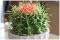 腿长骨刺怎么治,长骨刺打什么针