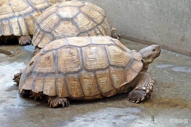 新手养龟推荐龟粮,养龟新手