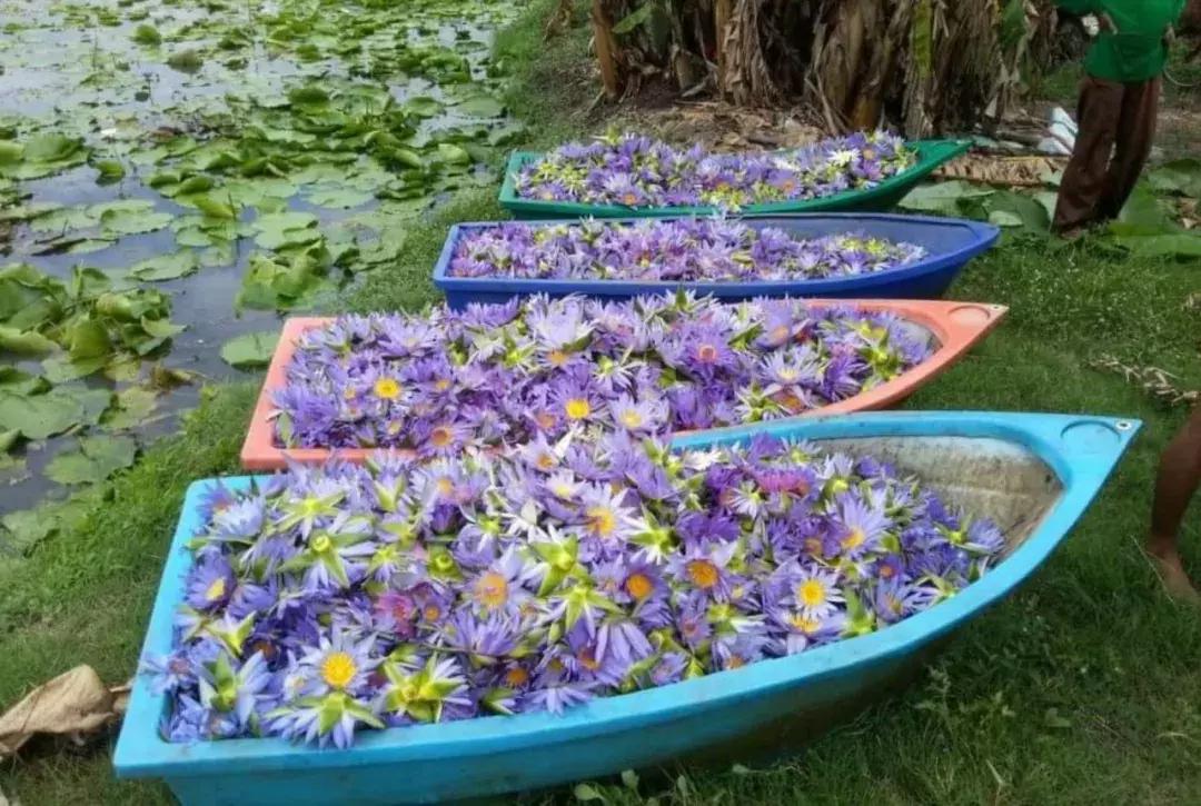 泡莲花茶,玫瑰花莲花茶