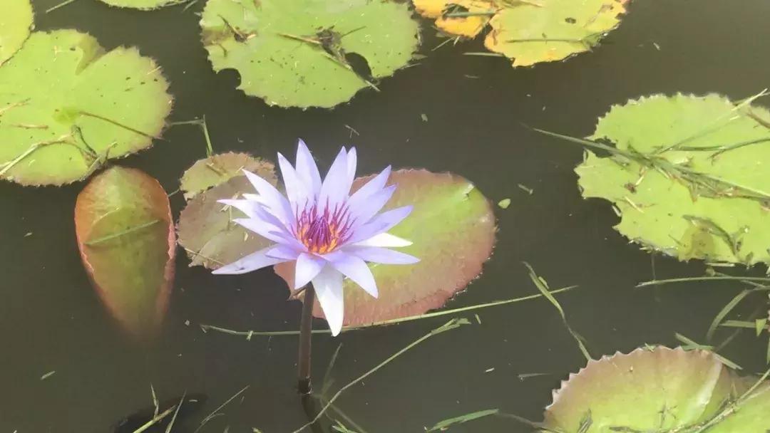 泡莲花茶,玫瑰花莲花茶