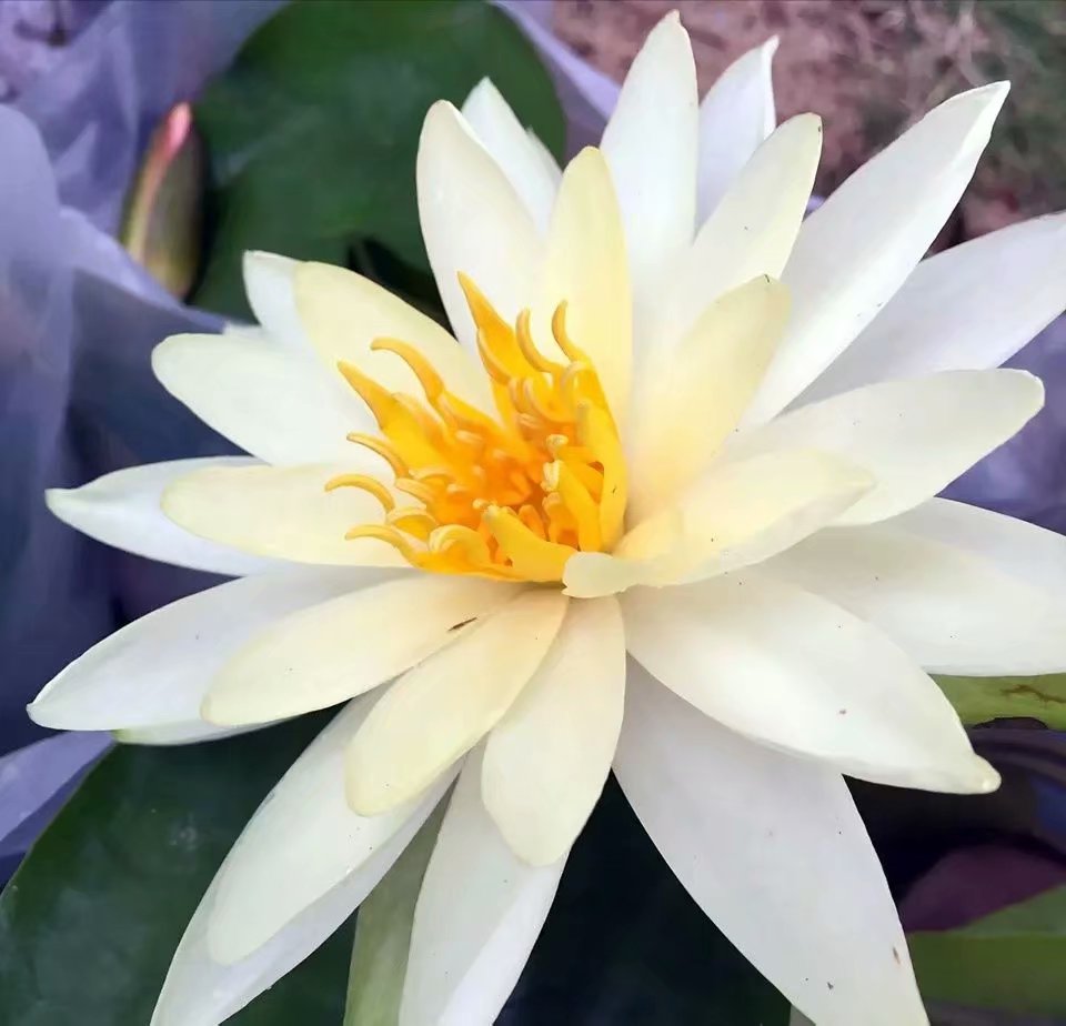 阳台种睡莲,睡莲放阳台可以吗