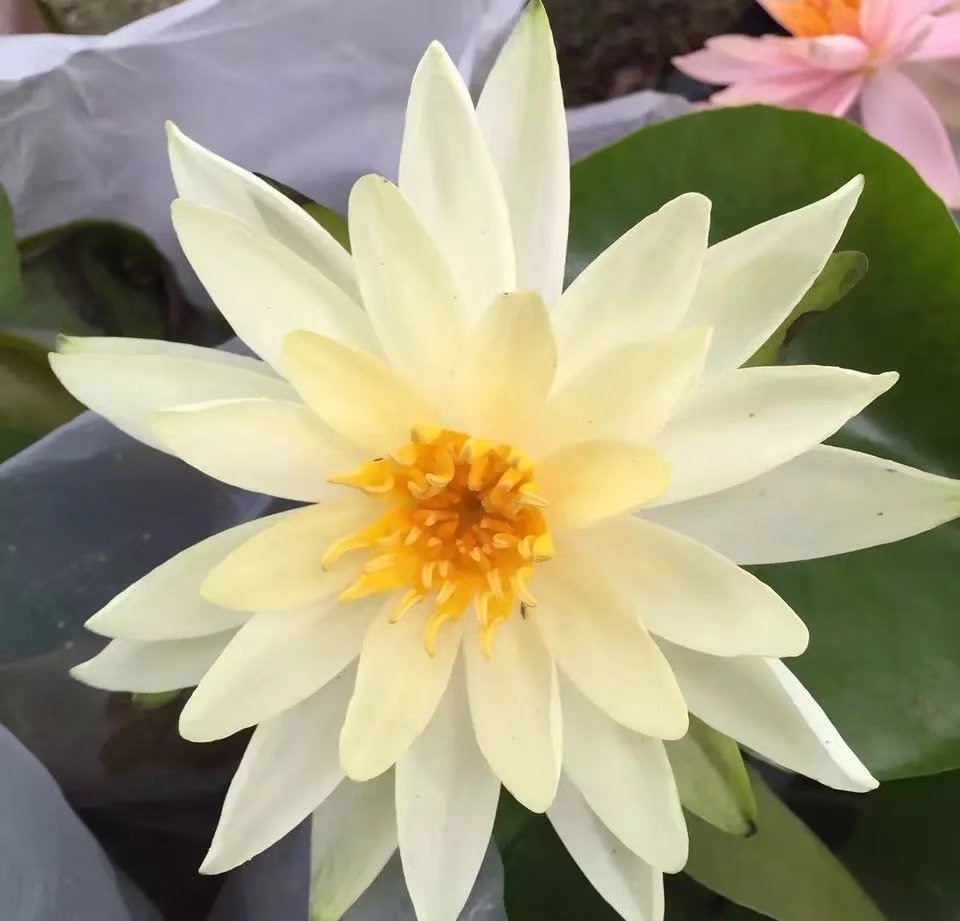 阳台种睡莲,睡莲放阳台可以吗