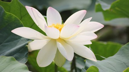 泡莲花茶,玫瑰花莲花茶