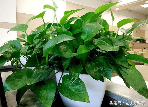 养绿萝只需加几粒它绿萝疯长,绿萝怎么养才能更旺盛加酱油