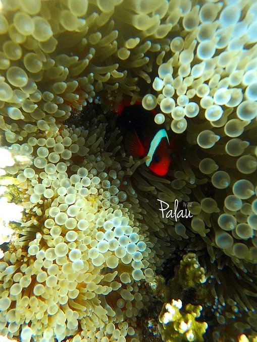 帕劳浮潜一次大概多少钱,帕劳浮潜穿泳衣还是泳裤