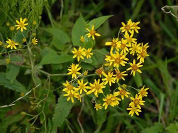 数字中药一览表,常用数字中药