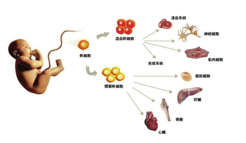 乌克兰胚胎干细胞治疗机构,乌克兰胚胎干细胞