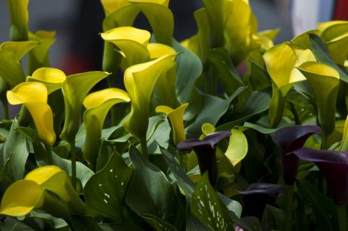 什么品种的马蹄莲好养,马蹄莲什么品种最好