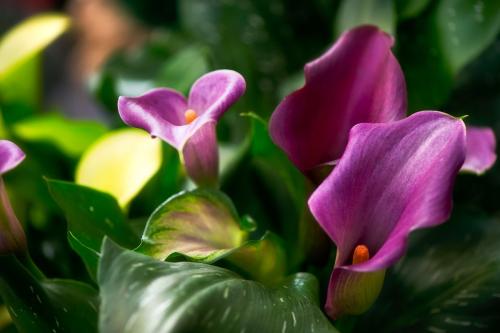 什么品种的马蹄莲好养,马蹄莲什么品种最好