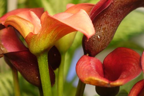 什么品种的马蹄莲好养,马蹄莲什么品种最好