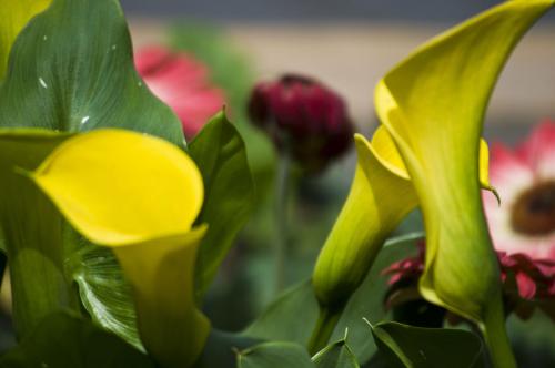 什么品种的马蹄莲好养,马蹄莲什么品种最好