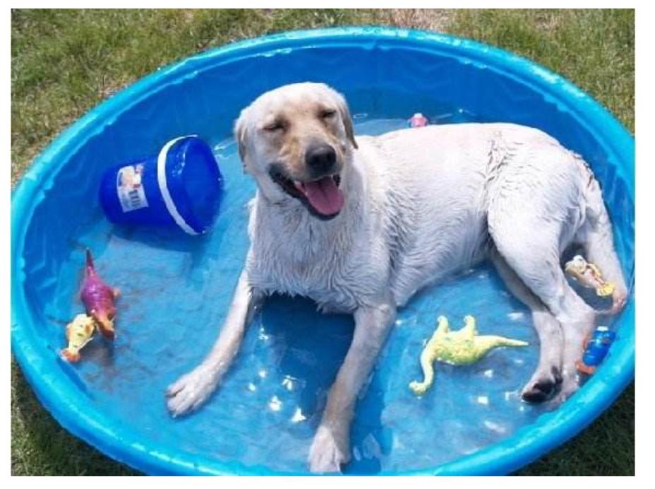 狗狗中暑急救的方法和步骤,狗狗中暑的表现及治疗方法