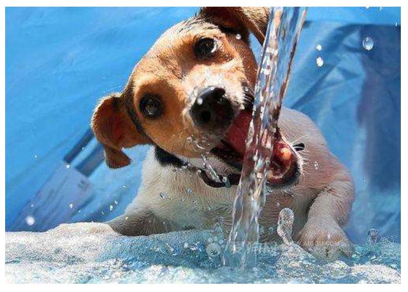 狗狗中暑急救的方法和步骤,狗狗中暑的表现及治疗方法