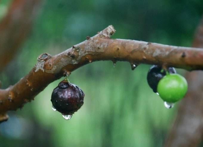 农村山里的怪树,农村一种很奇怪的树的果实