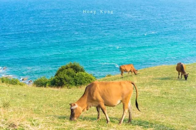 香港旅游必去十大景点2019 (香港旅游攻略免费推荐景点)