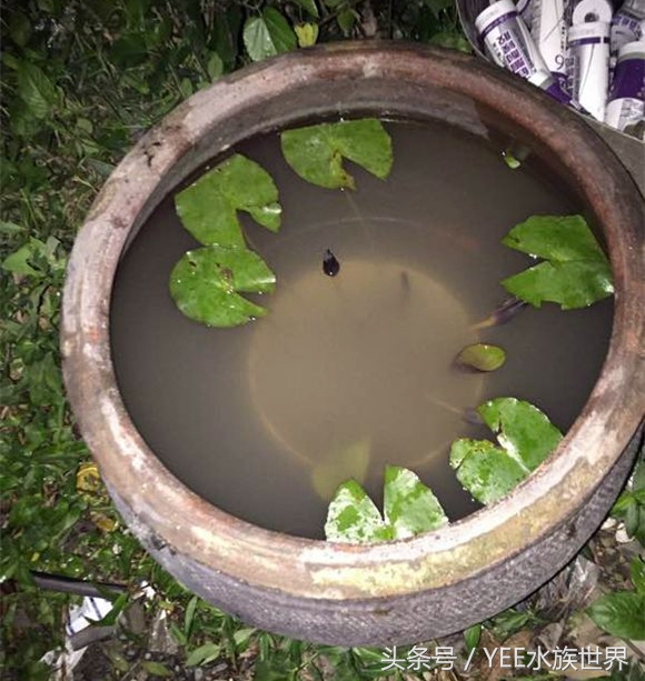 水泡眼古法金鱼饲养技巧,这个诀窍掌握了养金鱼不用愁