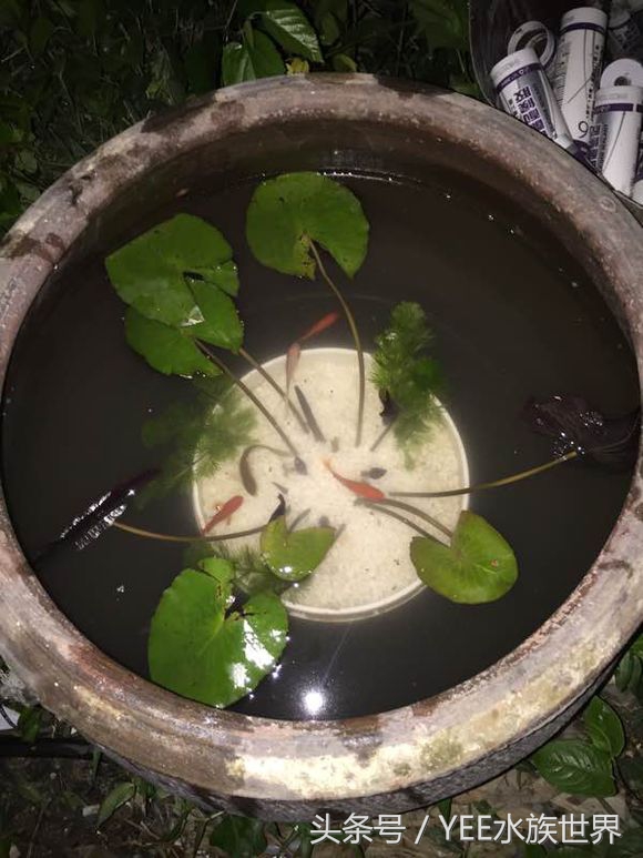 水泡眼古法金鱼饲养技巧,这个诀窍掌握了养金鱼不用愁