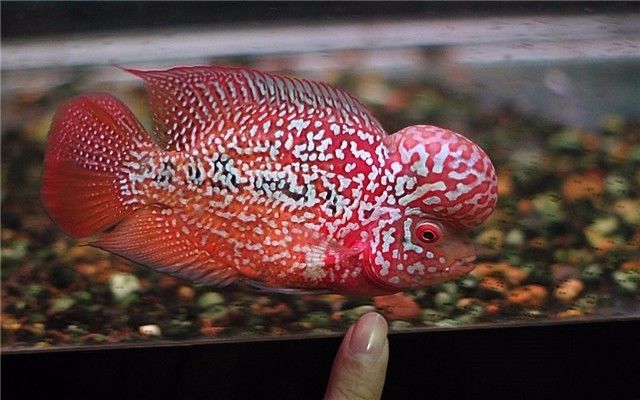 罗汉活不过五年的真实吗,罗汉鱼的寿命有多长