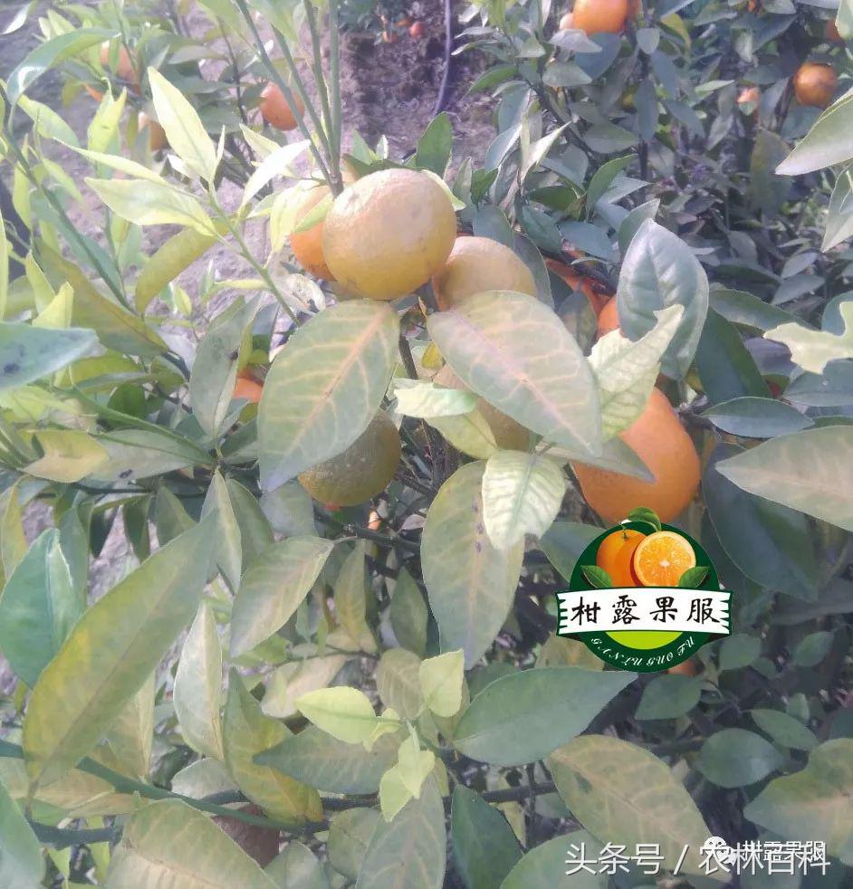 沃柑病虫害预防用药方案,沃柑果树病虫害防治怎么用药