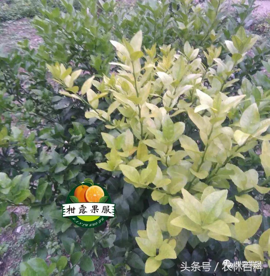 沃柑病虫害预防用药方案,沃柑果树病虫害防治怎么用药