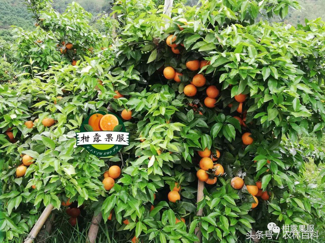 沃柑病虫害预防用药方案,沃柑果树病虫害防治怎么用药